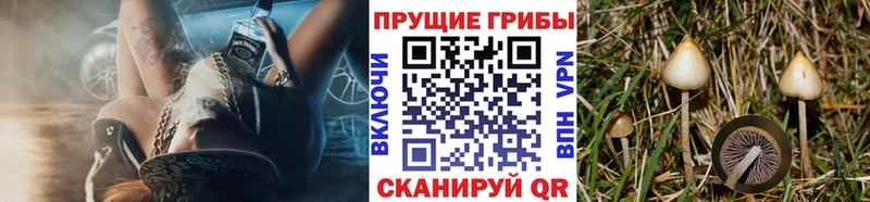 купить наркоту  Назрань  Галлюциногенные грибы Psilocybine cubensis 